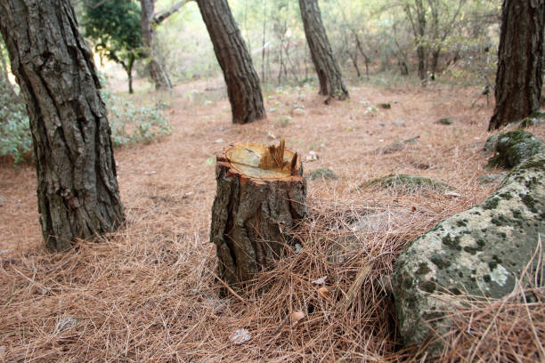 How Our Tree Care Process Works  in  Ontario, CA